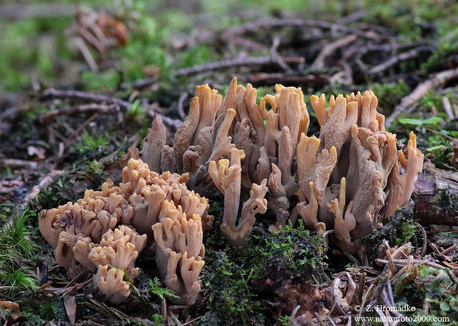 , Ramaria testaceoflava (Mushrooms, Fungi)